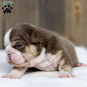 Marina Mocha, English Bulldog Puppy